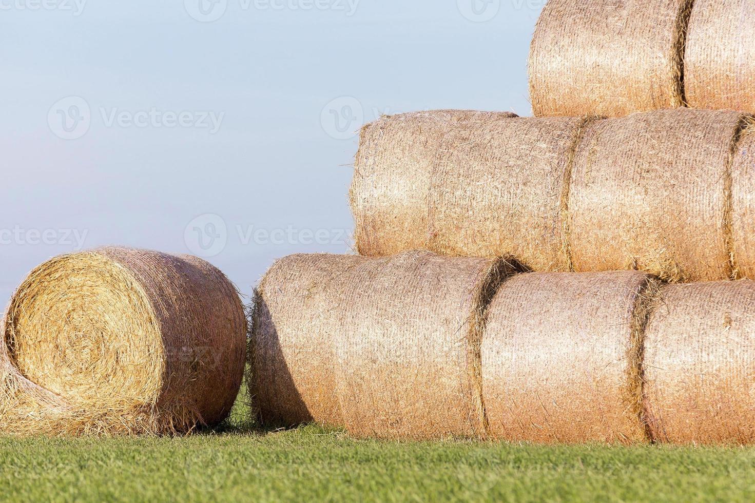 stack of straw in the field photo