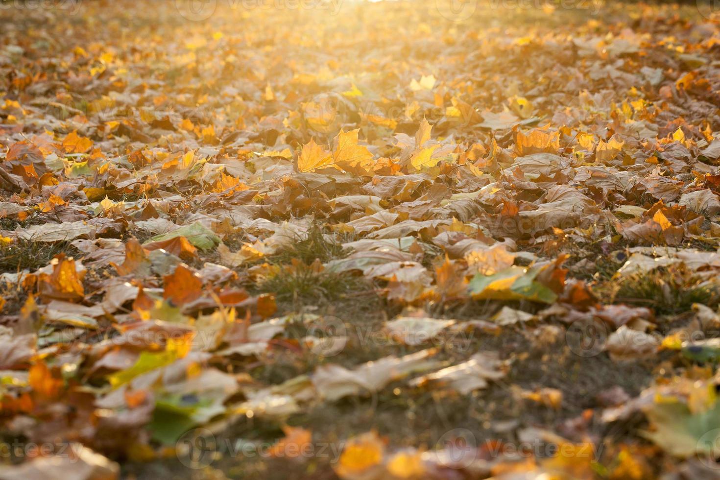 autumn in the park photo