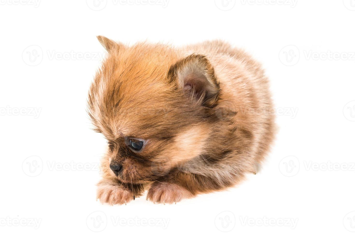 Chihuahua puppy on white background photo