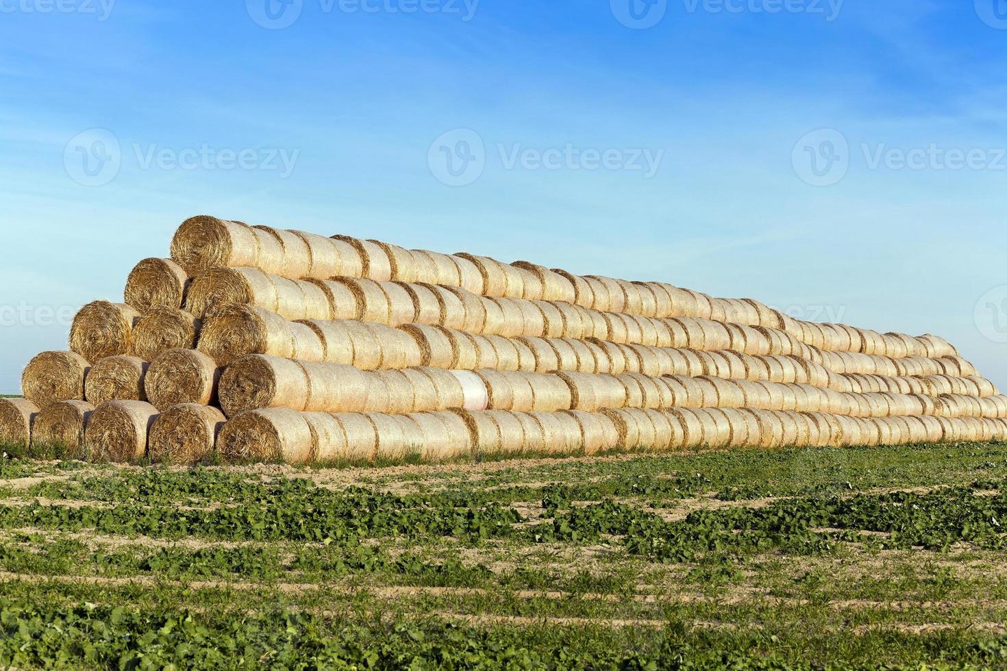 stack of straw in the field photo