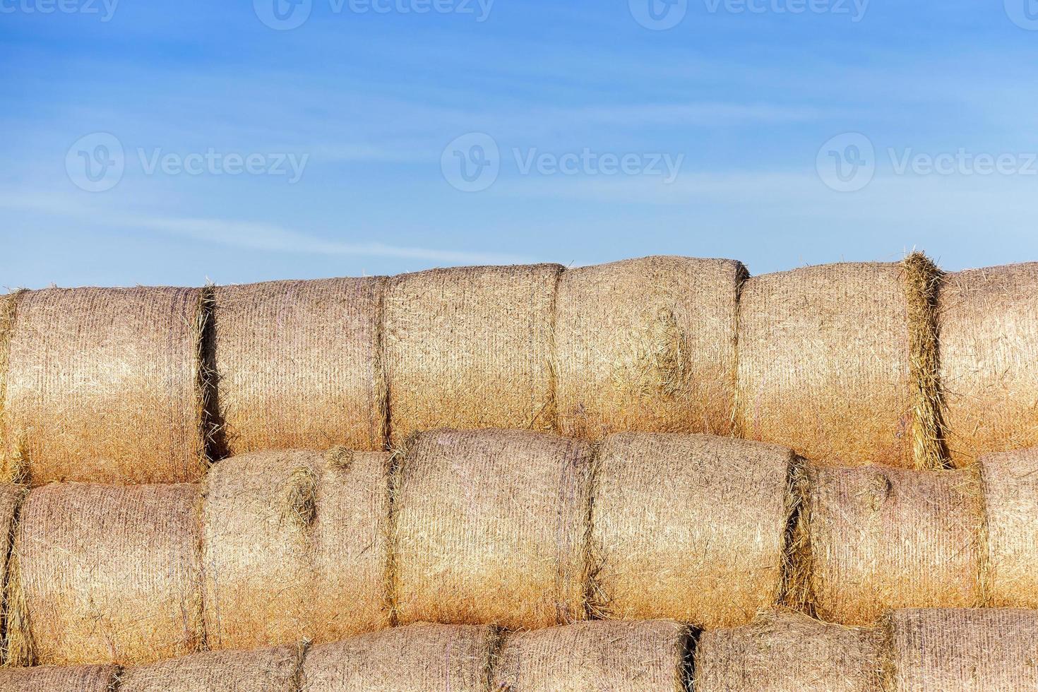 stack of straw in the field photo