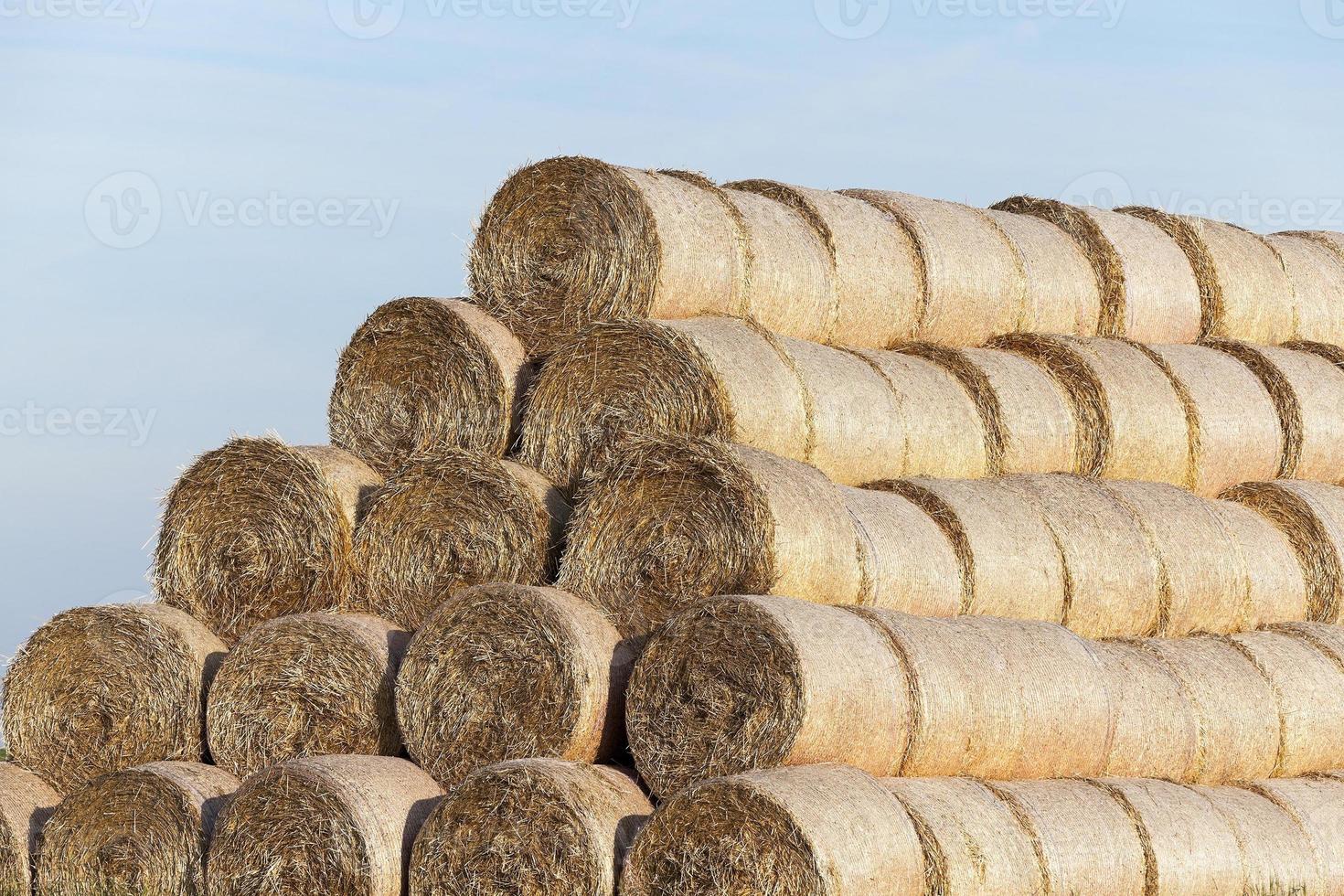 stack of straw in the field photo
