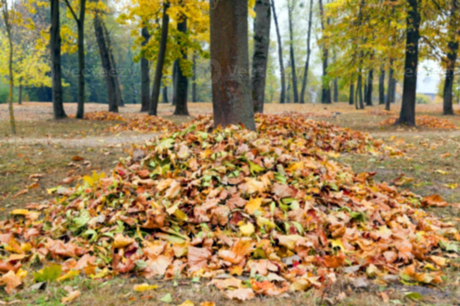 autumn in the park photo