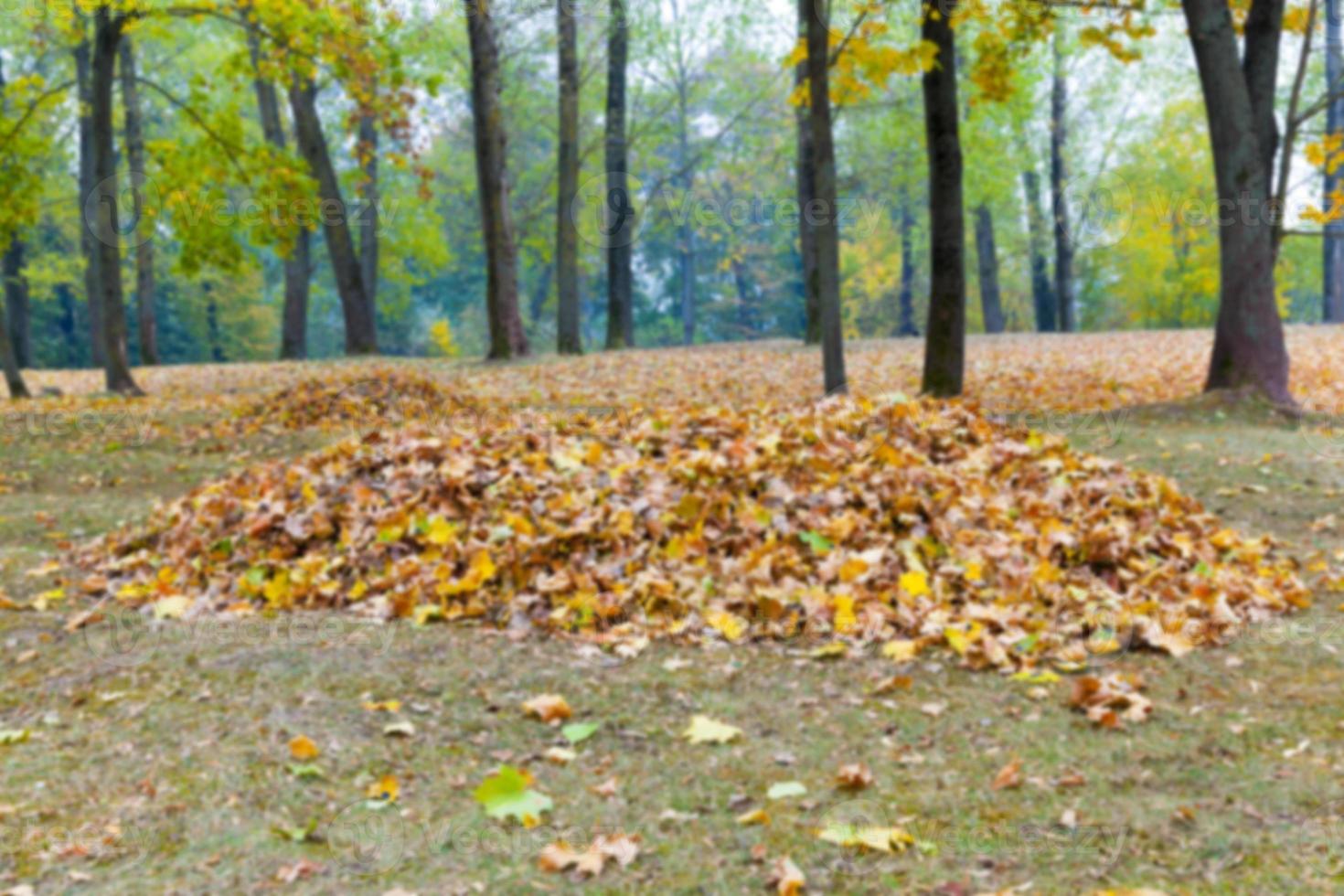 autumn in the park photo