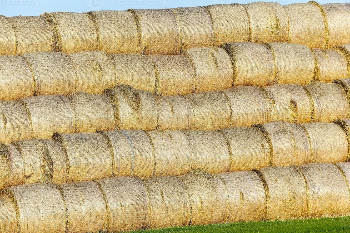 stack of straw in the field photo