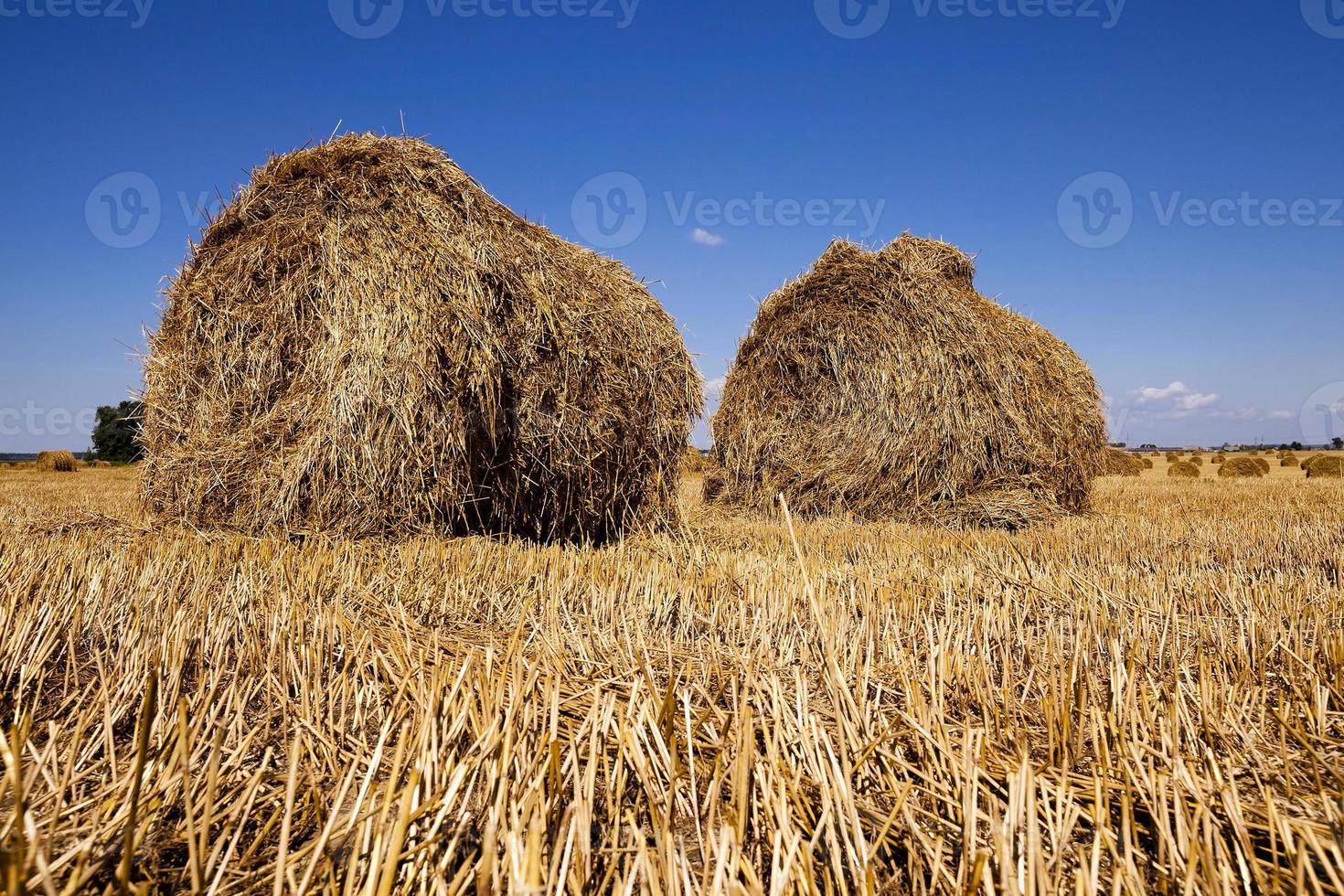 stack of straw in the field photo