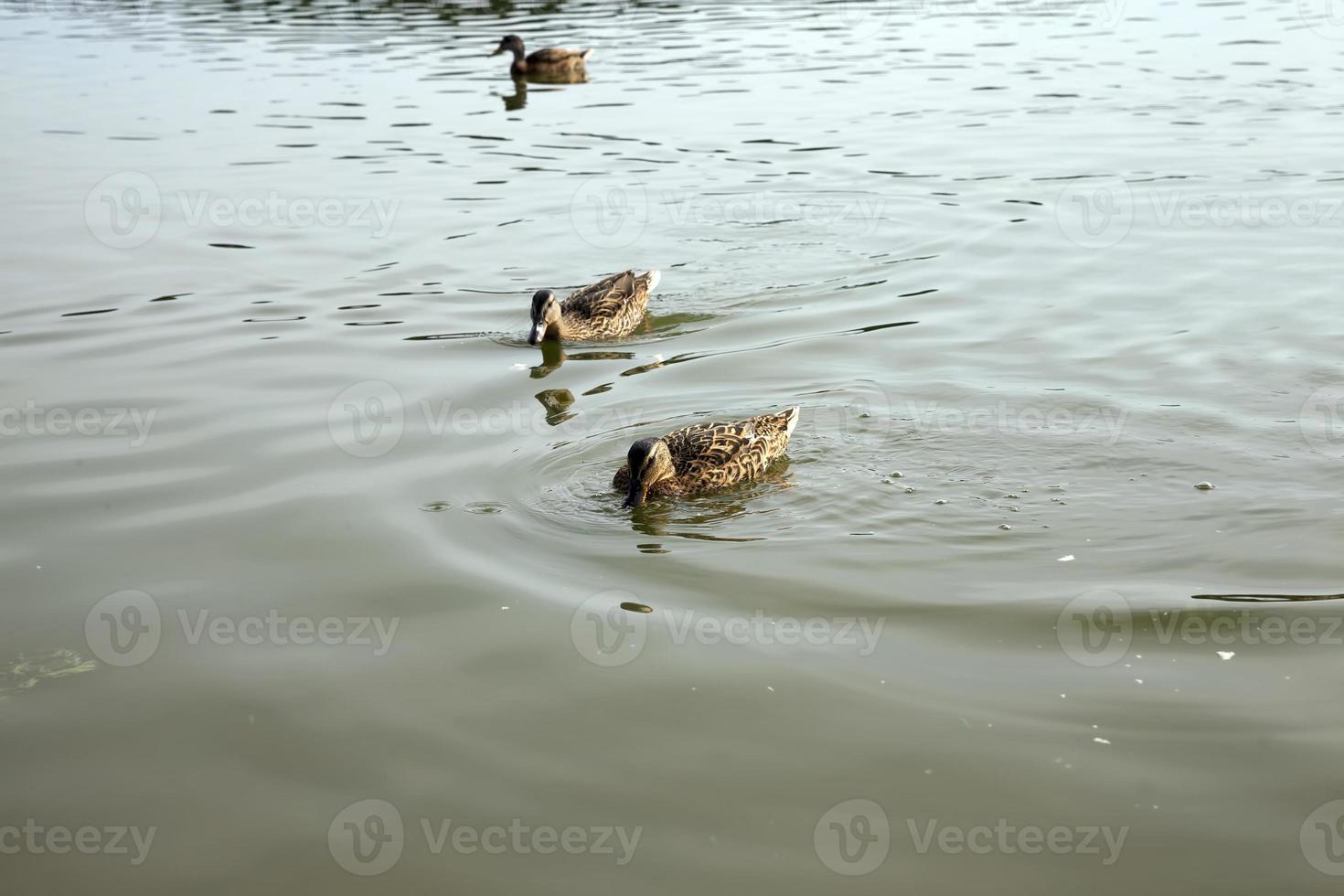 patos salvajes en la naturaleza en verano o primavera foto