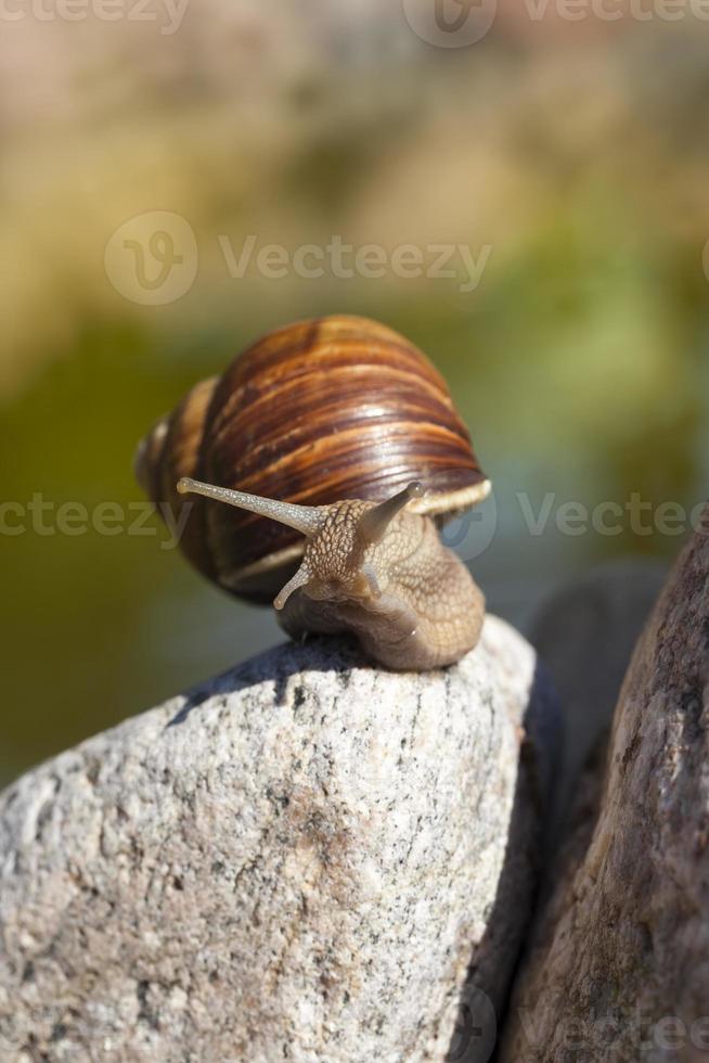 grape snail crawling on its territory, snail crawling on its territory photo