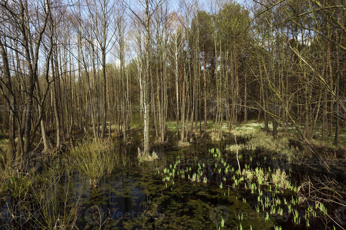 swamp spring , close up photo
