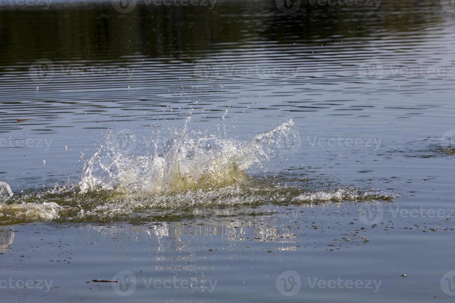 a dog swimming in the water photo