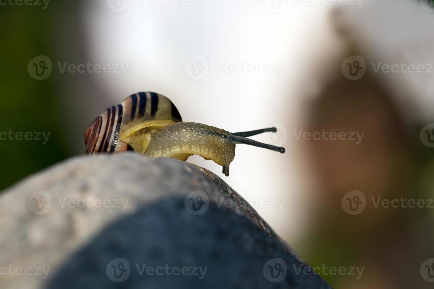 common wild snail crawling on rocks and illuminated by sunlight photo