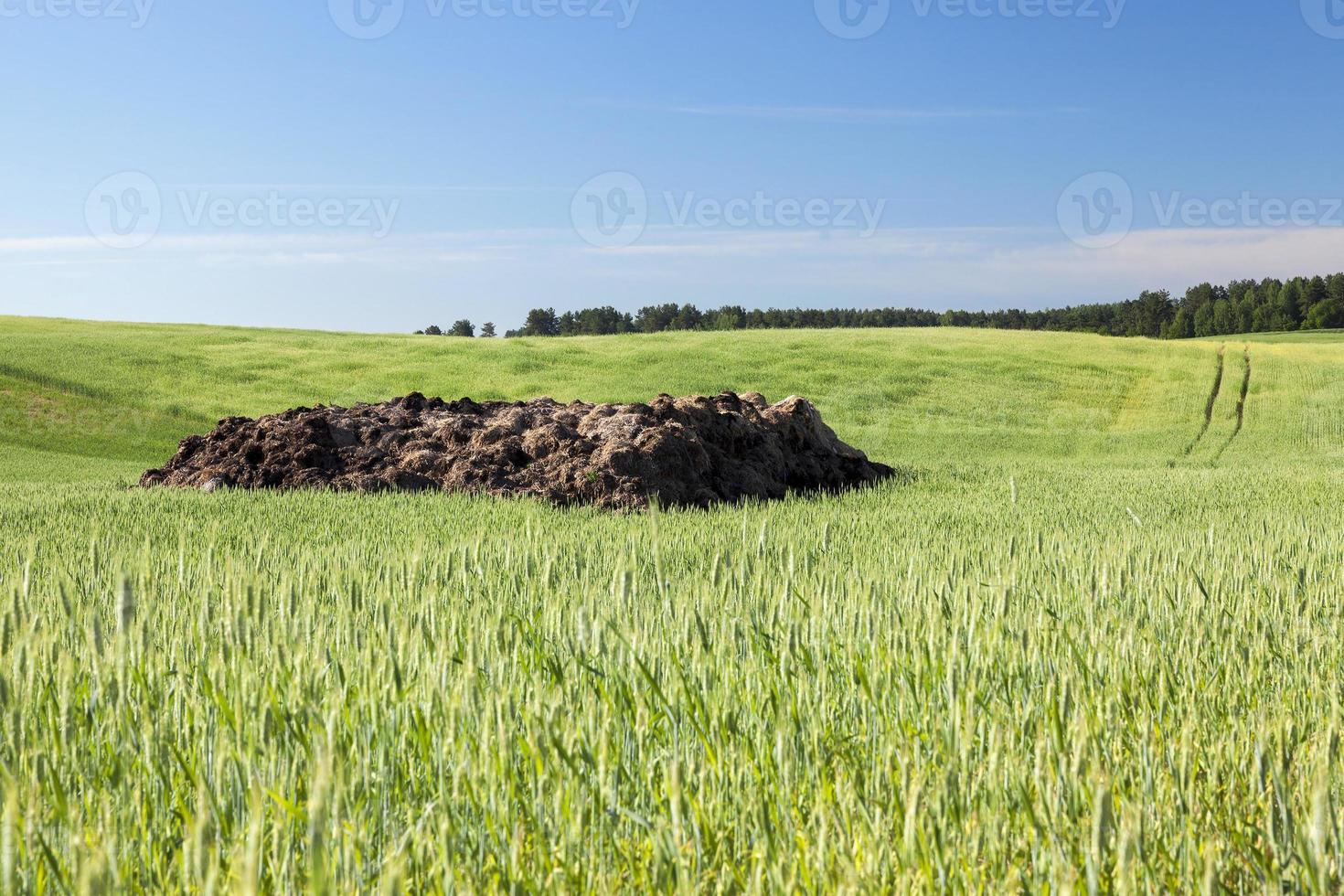 Field with cereal photo