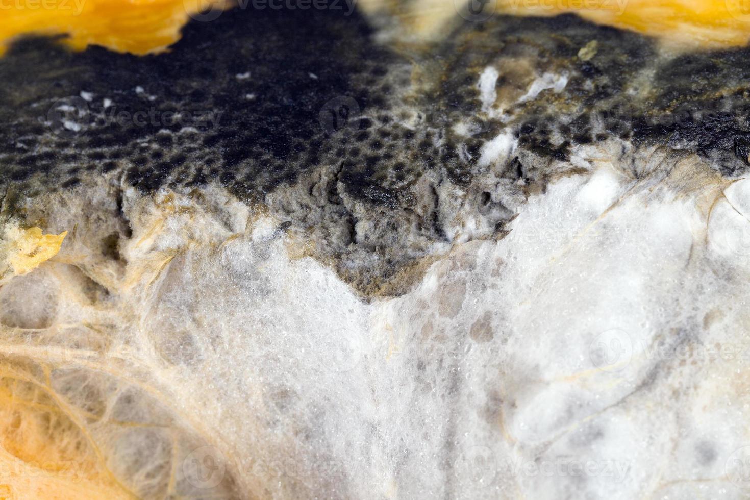 pumpkin in dangerous mold , close up photo