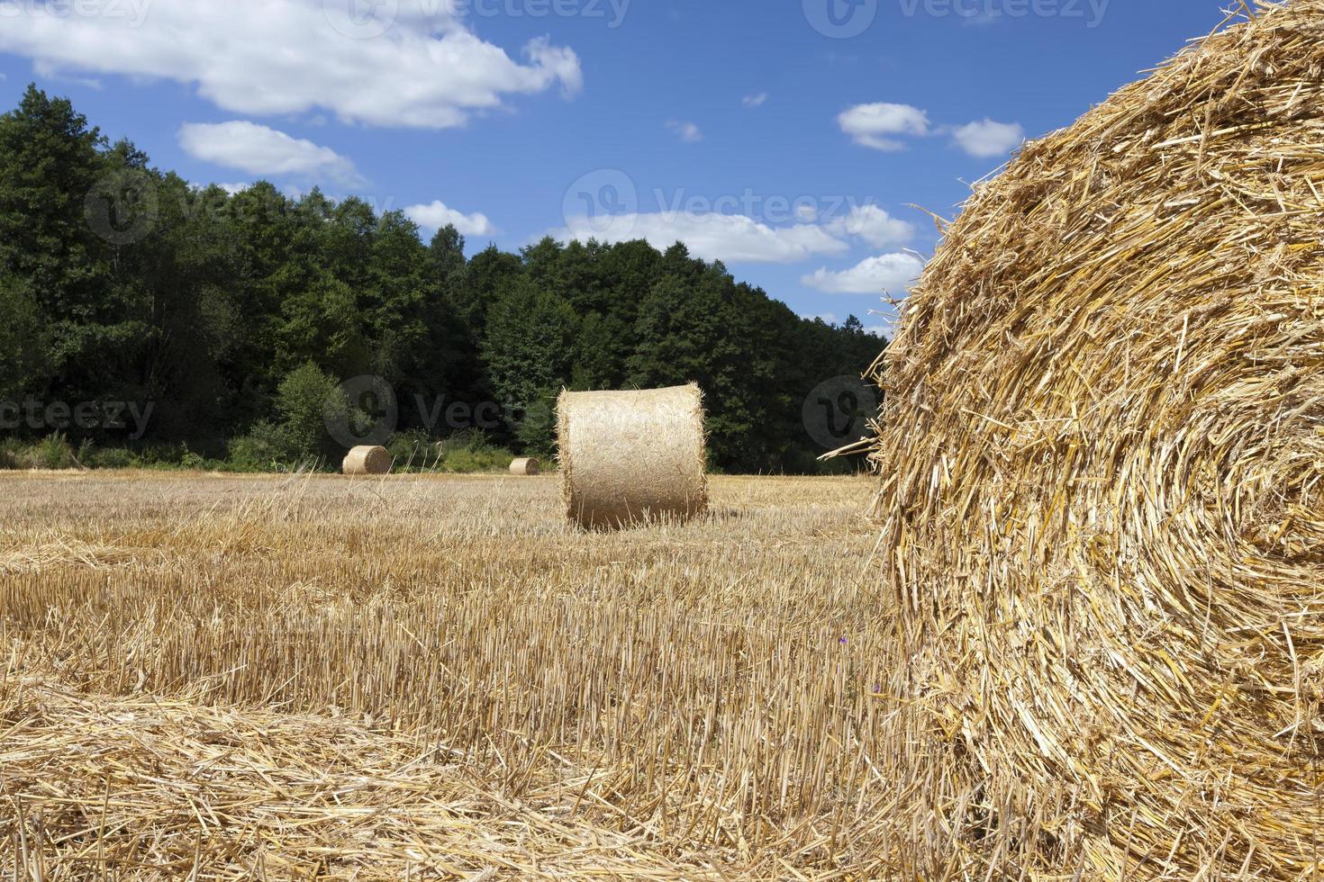 stacks of their wheat straw photo