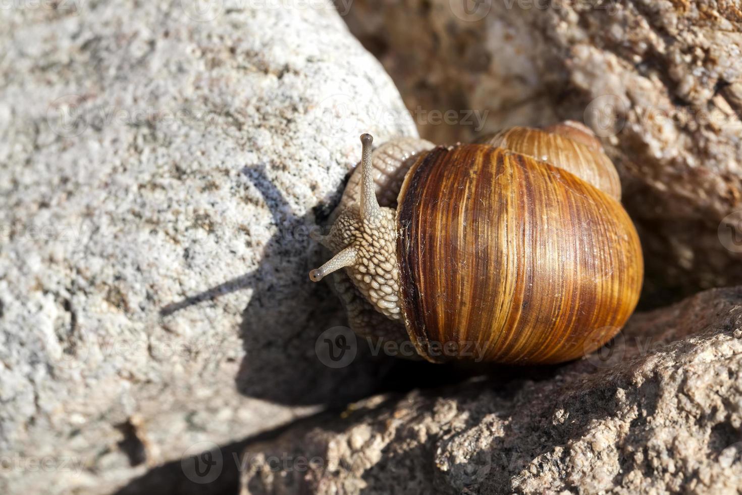 grape snail crawling on its territory, close up photo