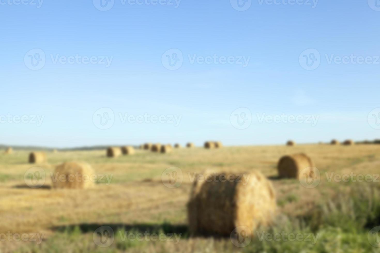 haystacks in a field of straw photo
