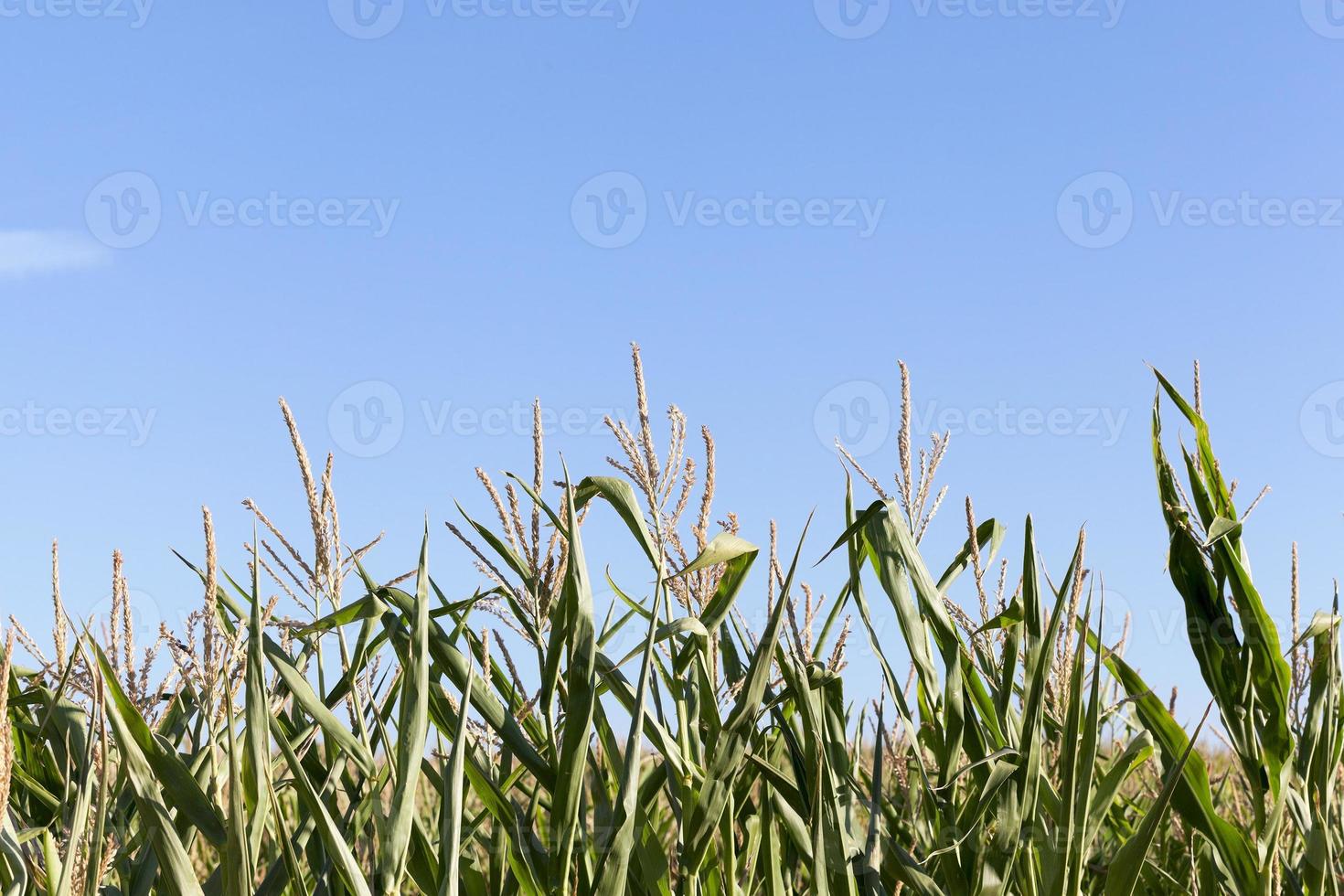 Field with corn photo