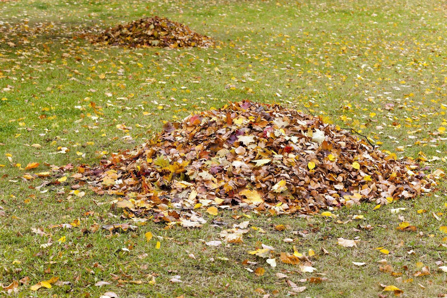 the fallen-down foliage photo