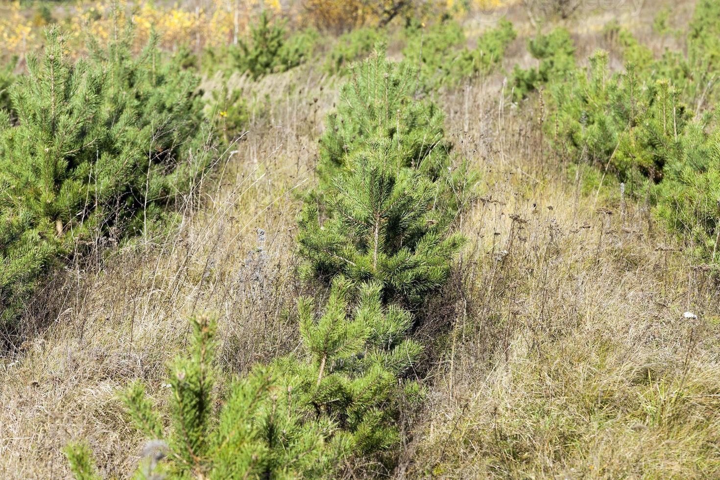 planting of spruce forest 9453919 Stock Photo at Vecteezy