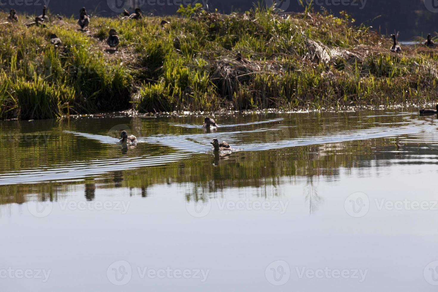 wild ducks during recreation and hunting photo