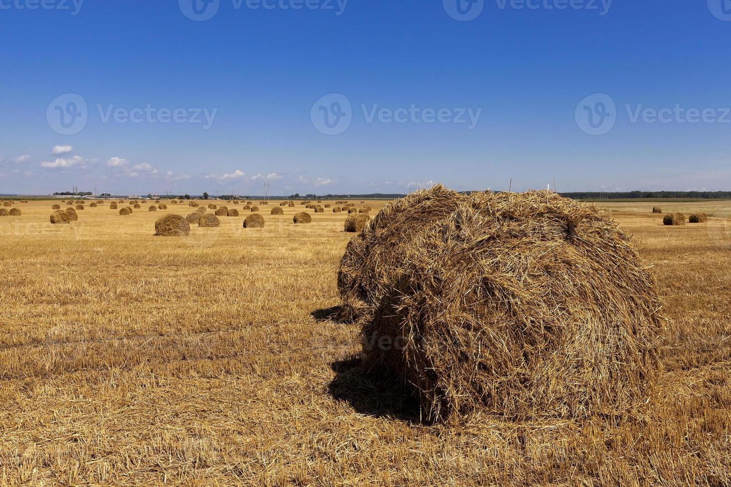 stack of straw in the field photo