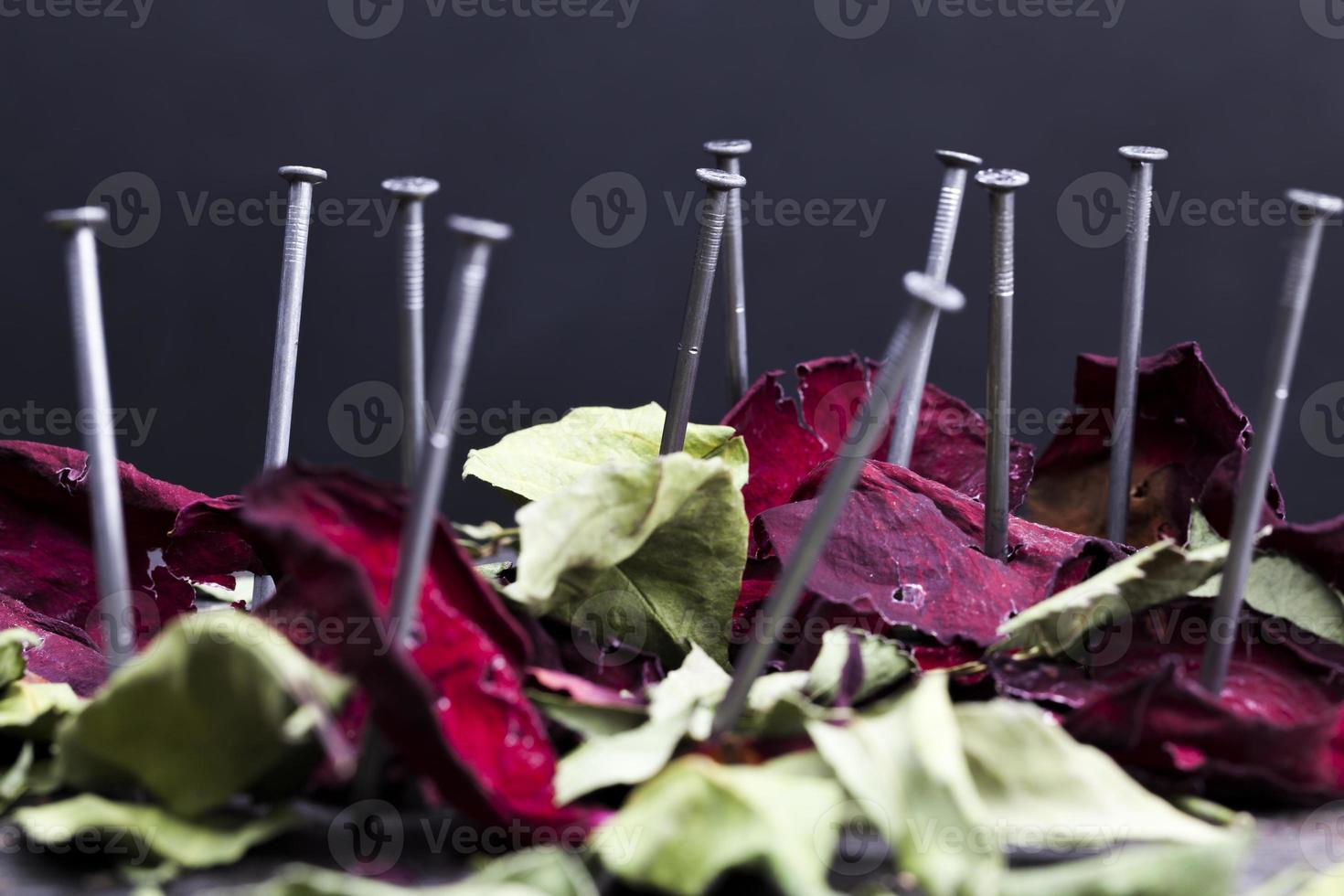 dried red rose photo