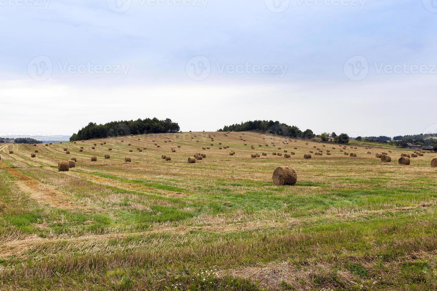 stack of straw in the field photo