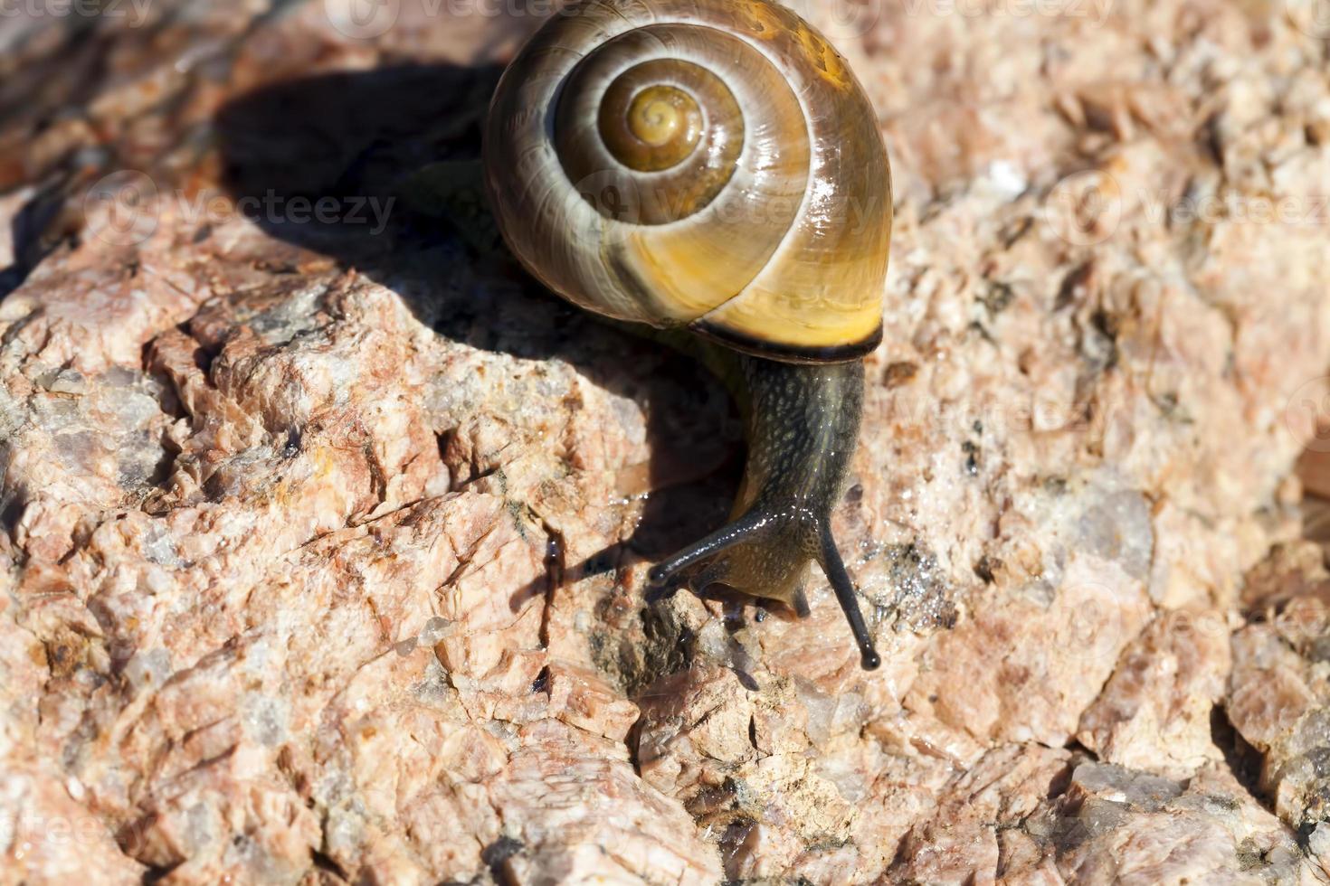 grape snail crawling on its territory photo