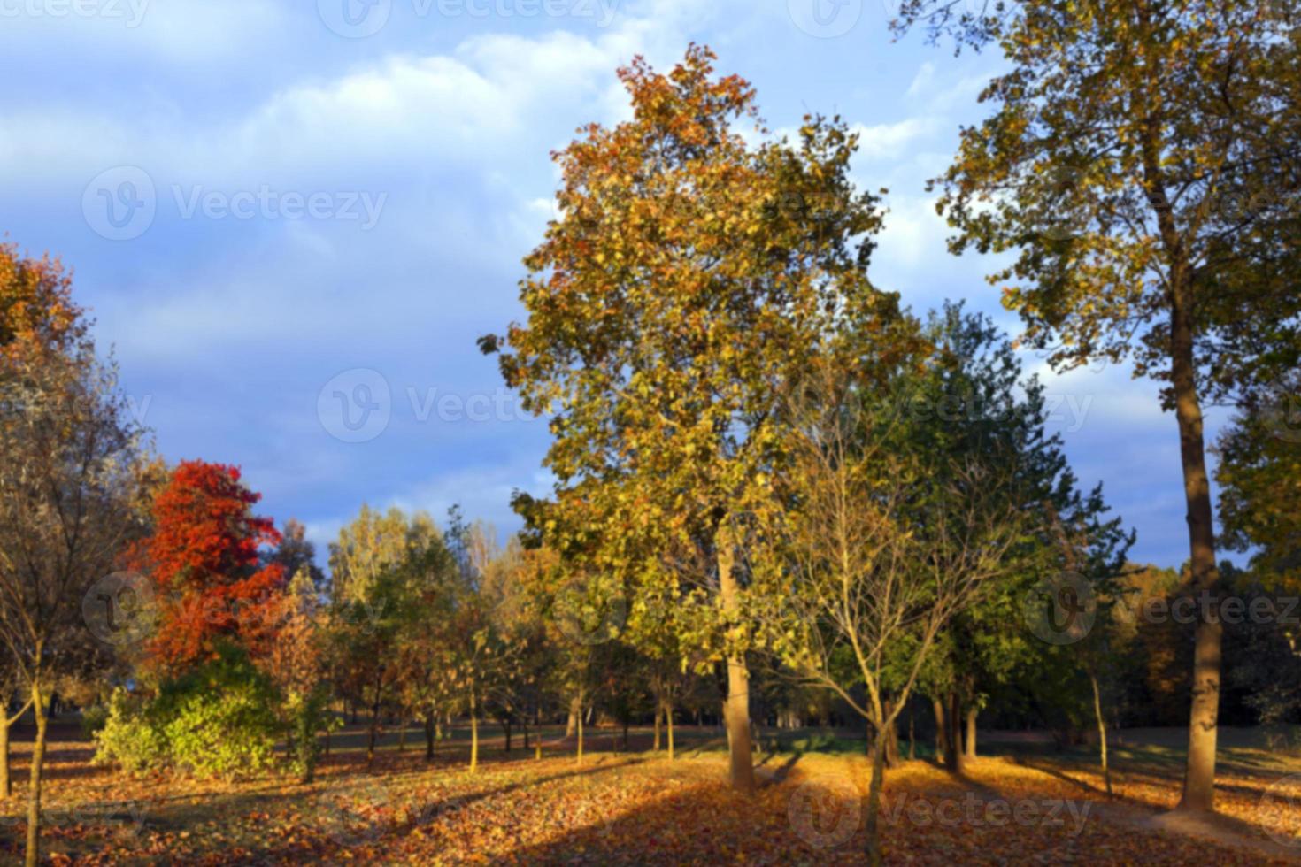 autumn in the park photo