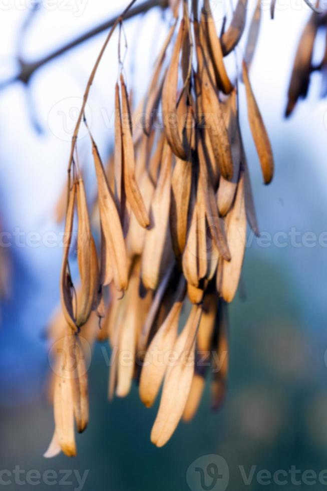 autumn in the park photo