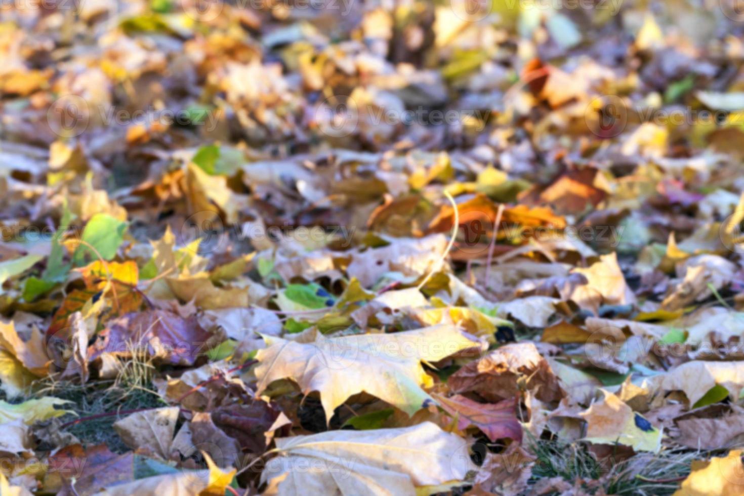 autumn in the park photo