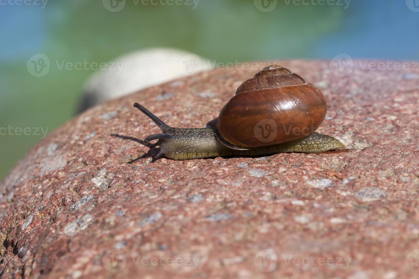 grape snail crawling on its territory photo