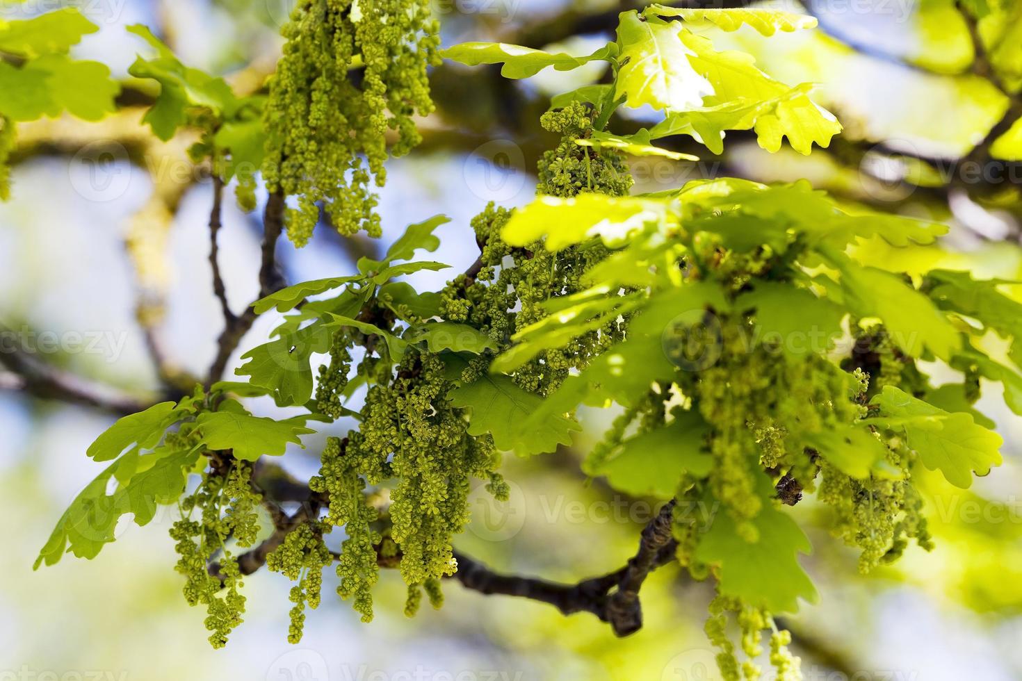 blooming oak , spring photo