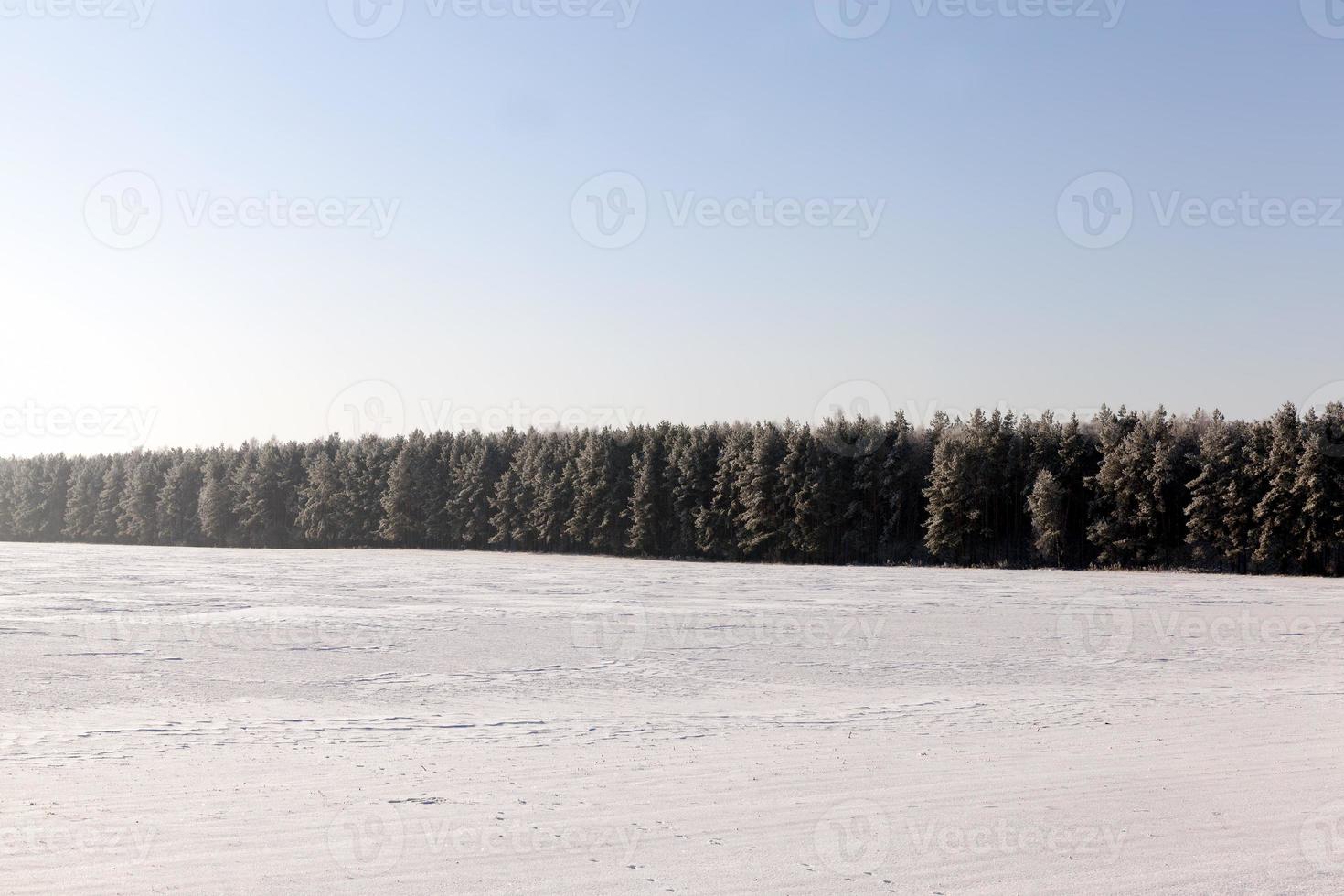 snow drifts and plants in winter photo