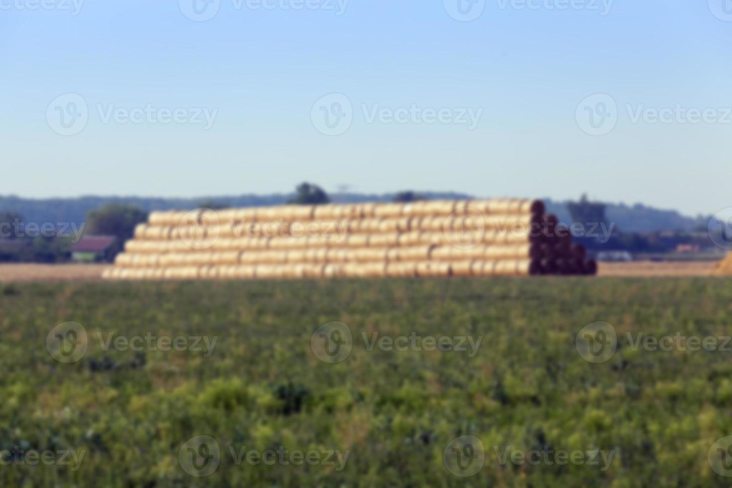 stack of wheat straw photo