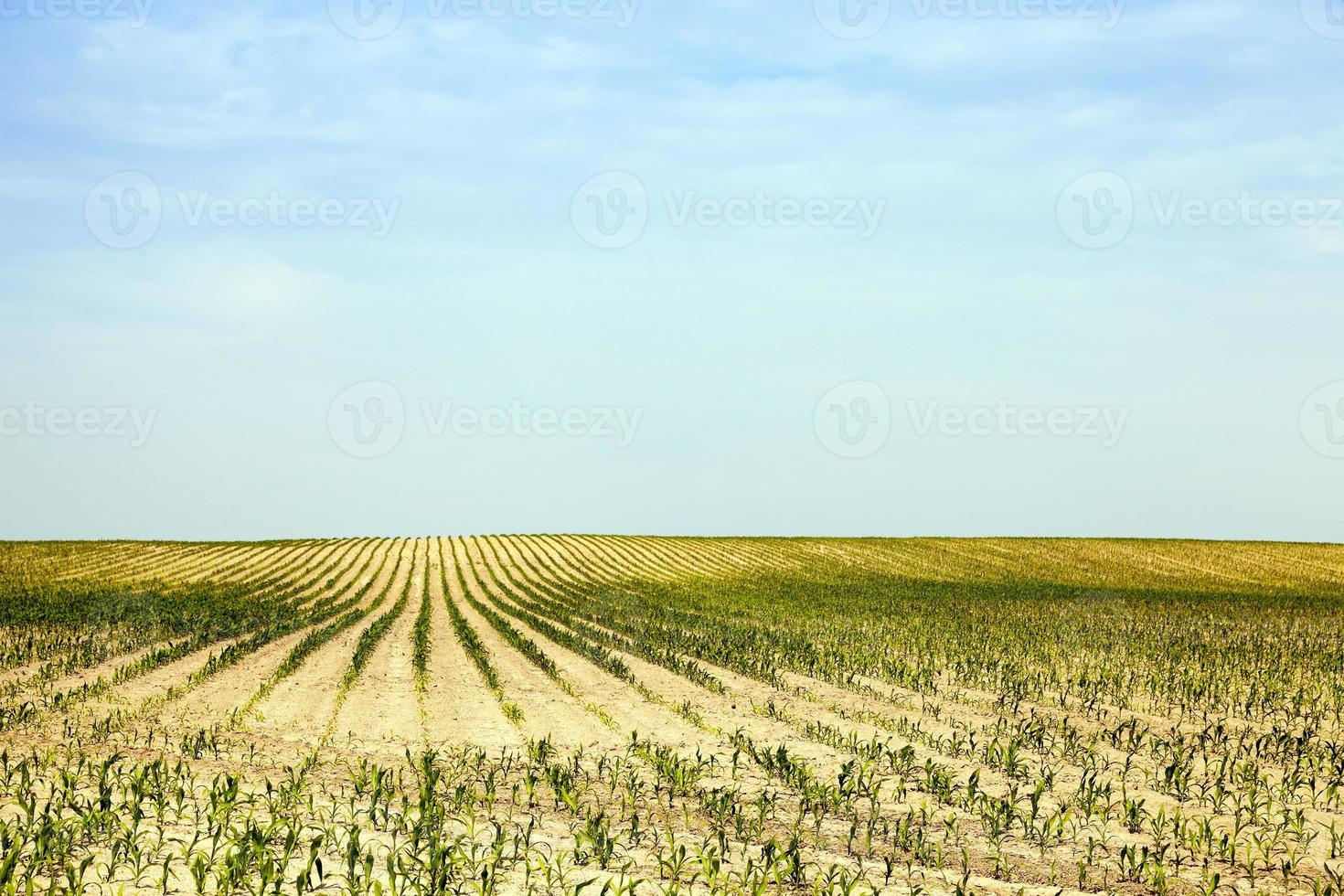 campo de maíz, verano foto