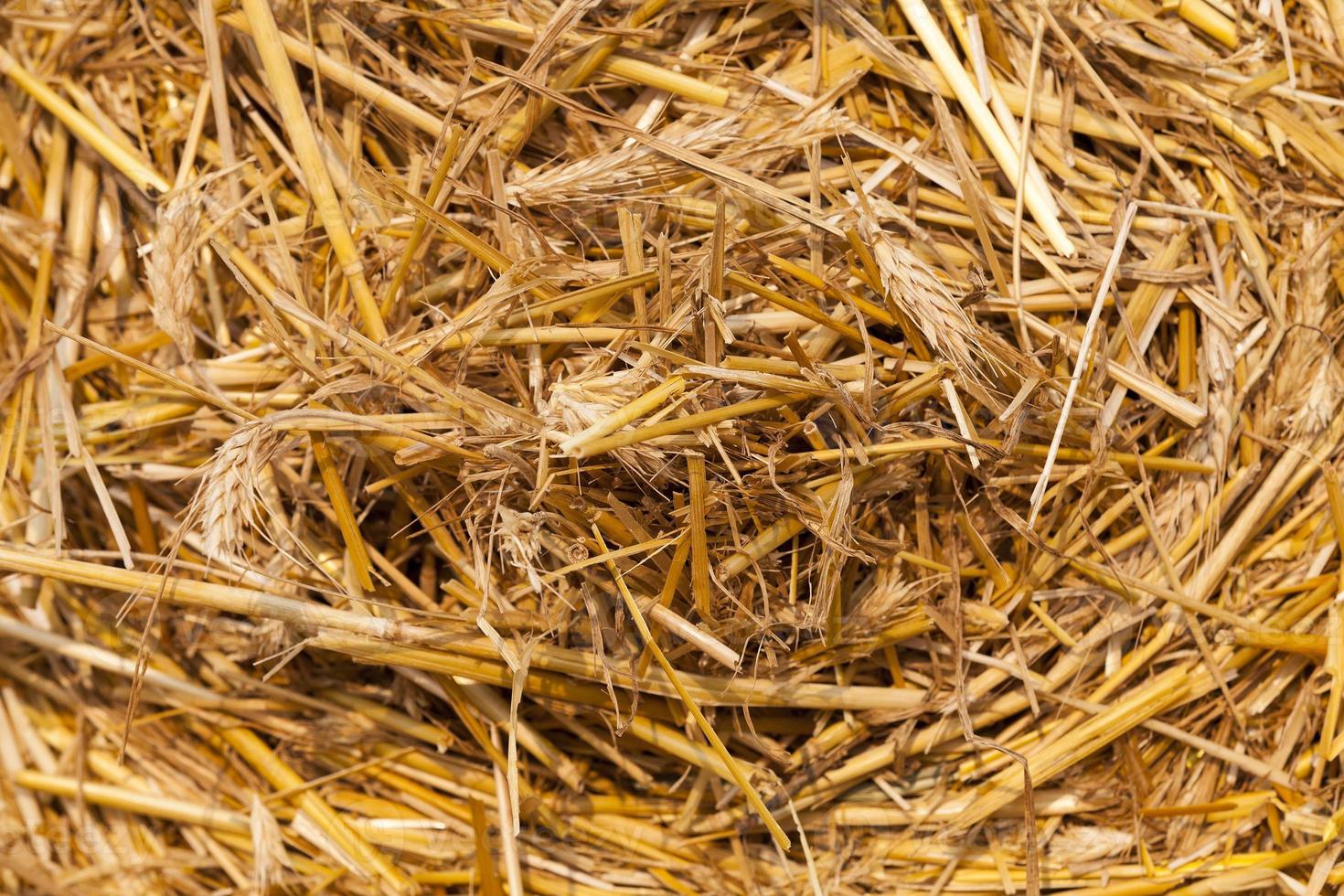 stack of straw in the field photo