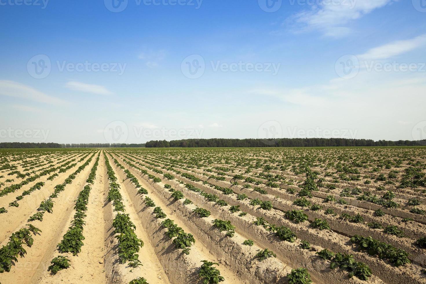 Agriculture,   potato field photo
