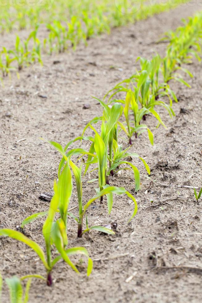 young sprout of corn photo