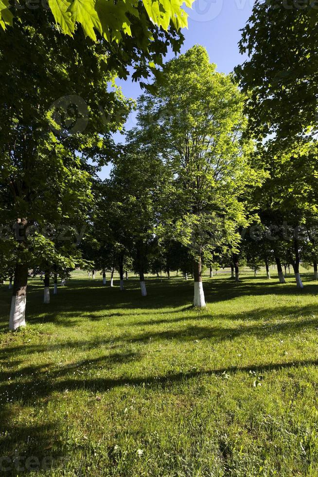 trees in spring photo