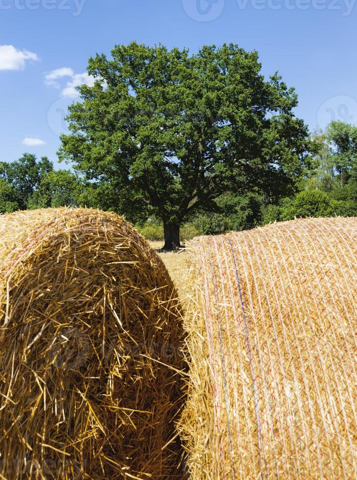 agricultural field with prickly straw photo