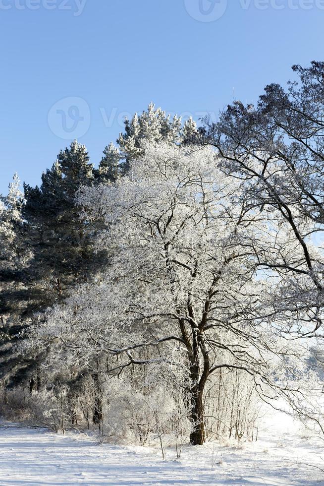deciduous trees without leaves in the winter season 9455671 Stock Photo at Vecteezy