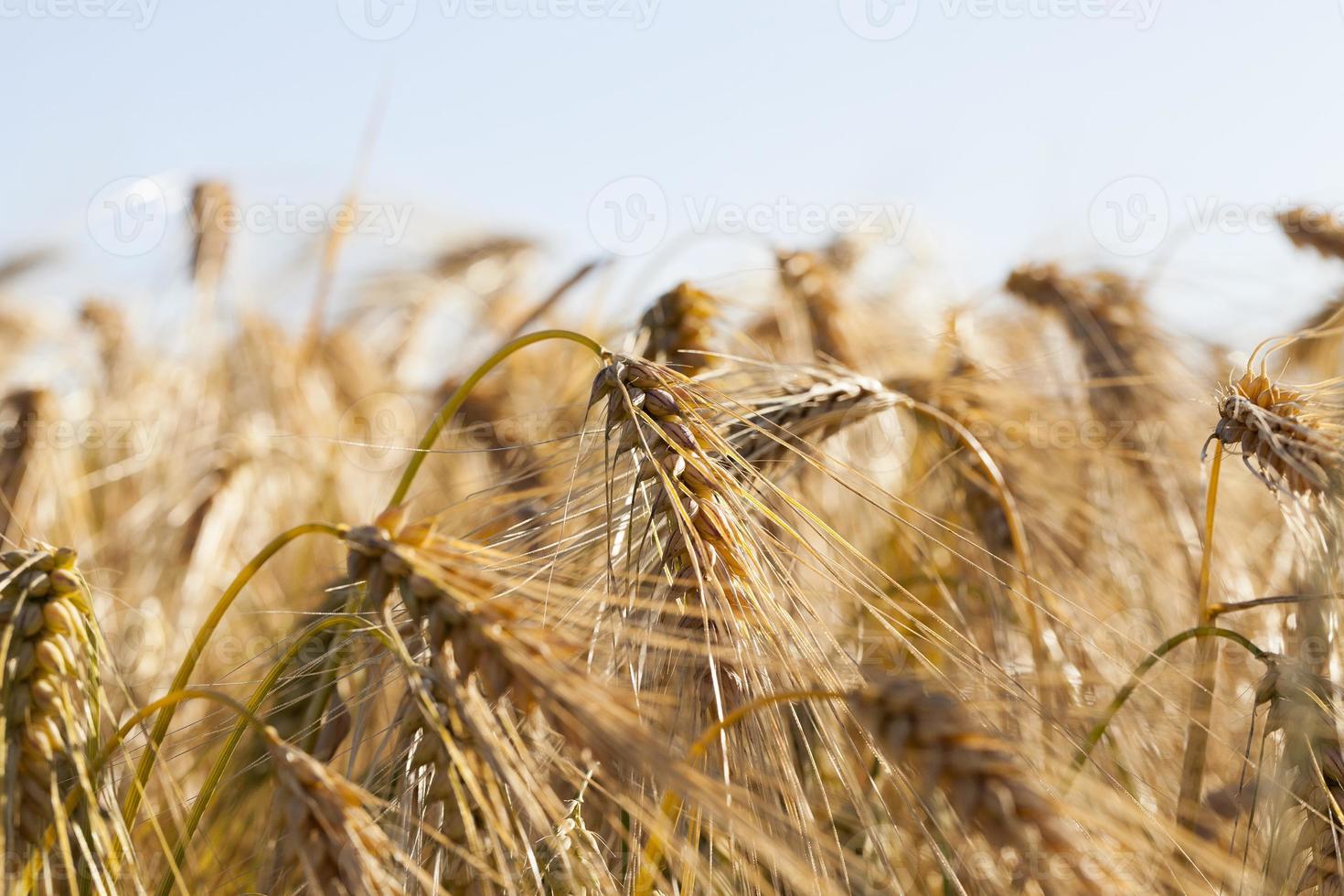 farm field cereals photo