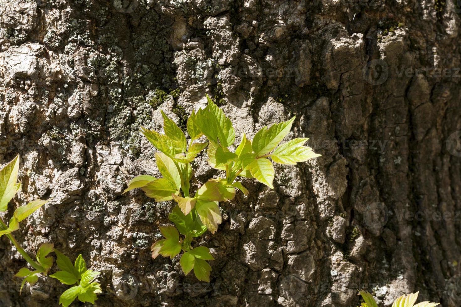 Tree trunk leaf sprout photo