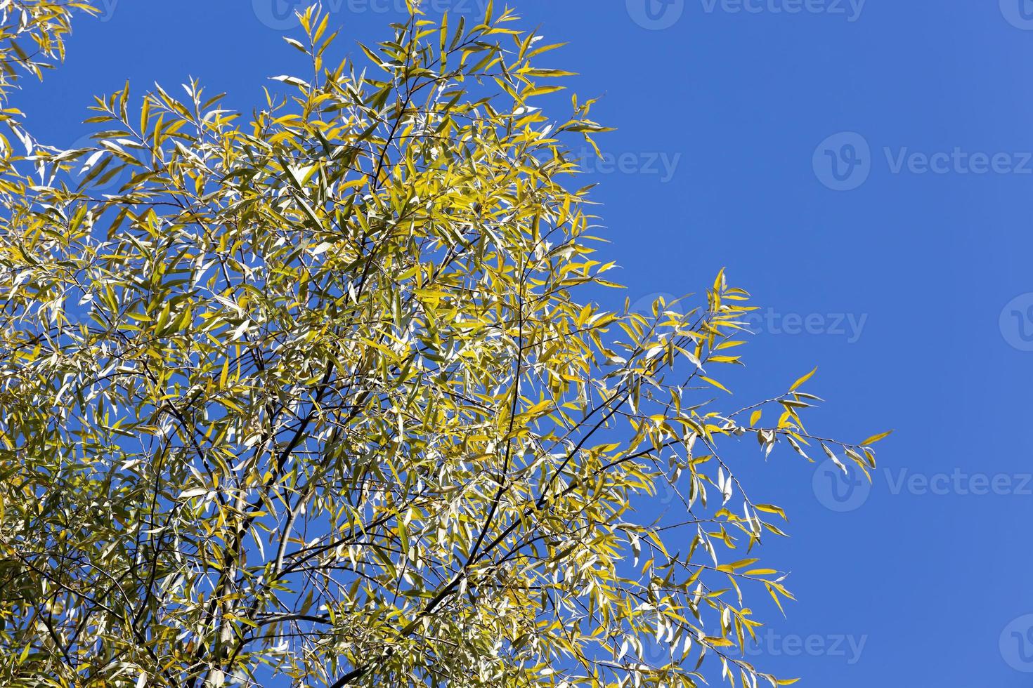 colorful deciduous trees 9455761 Stock Photo at Vecteezy