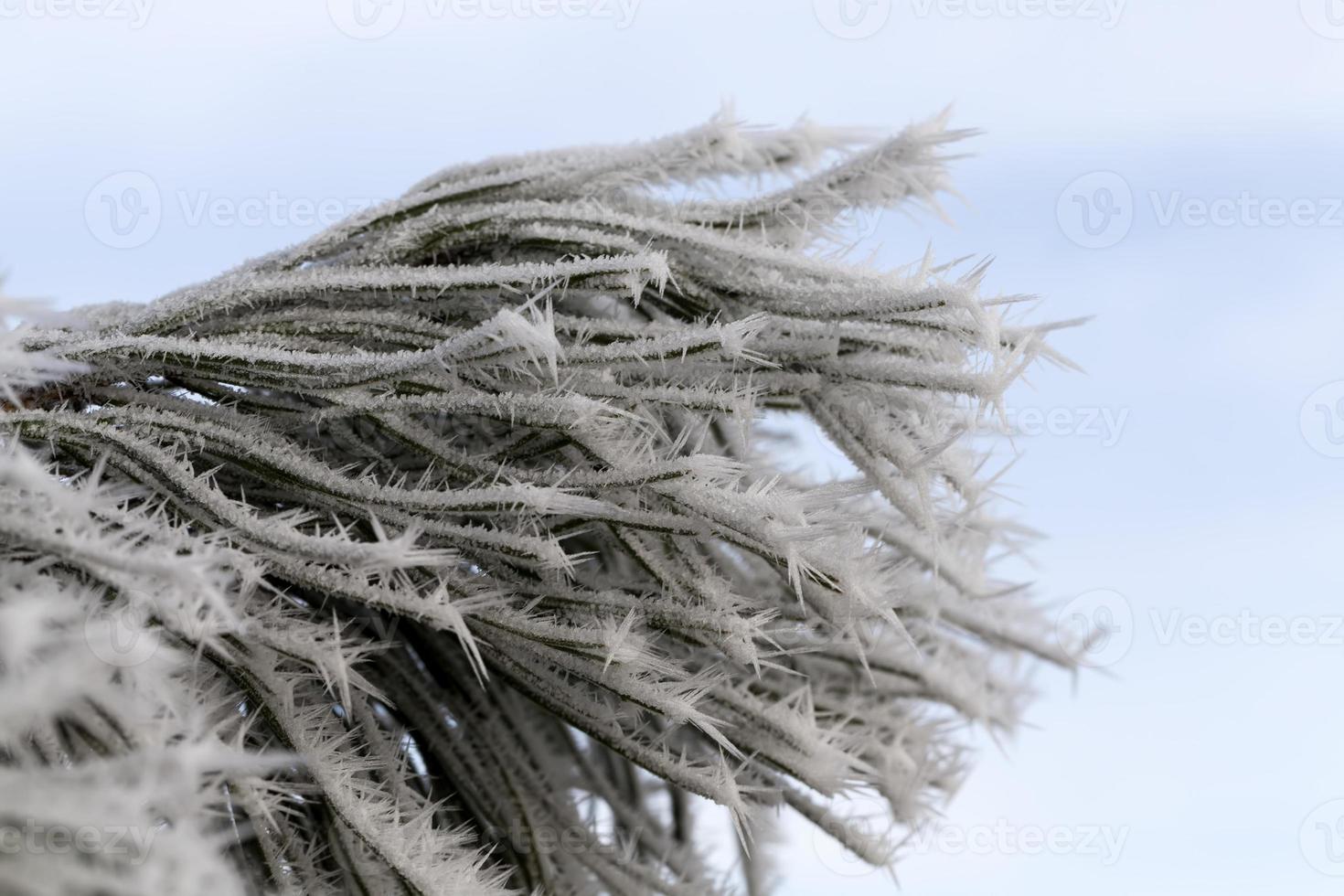 winter season with snow in the park or forest and pine firs photo