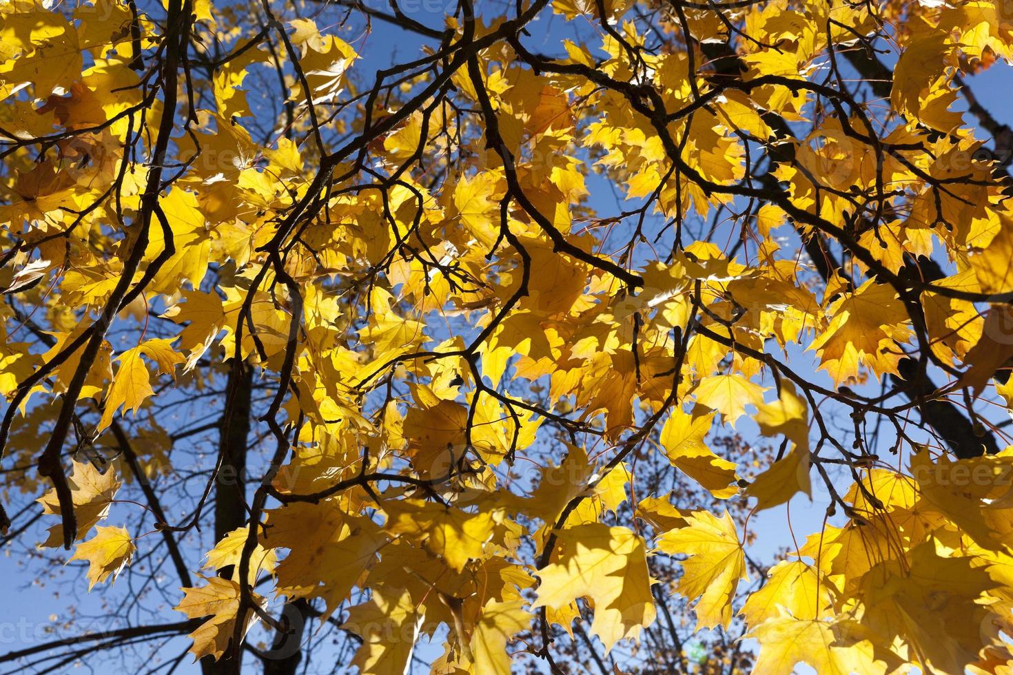 Yellow Maple study photo