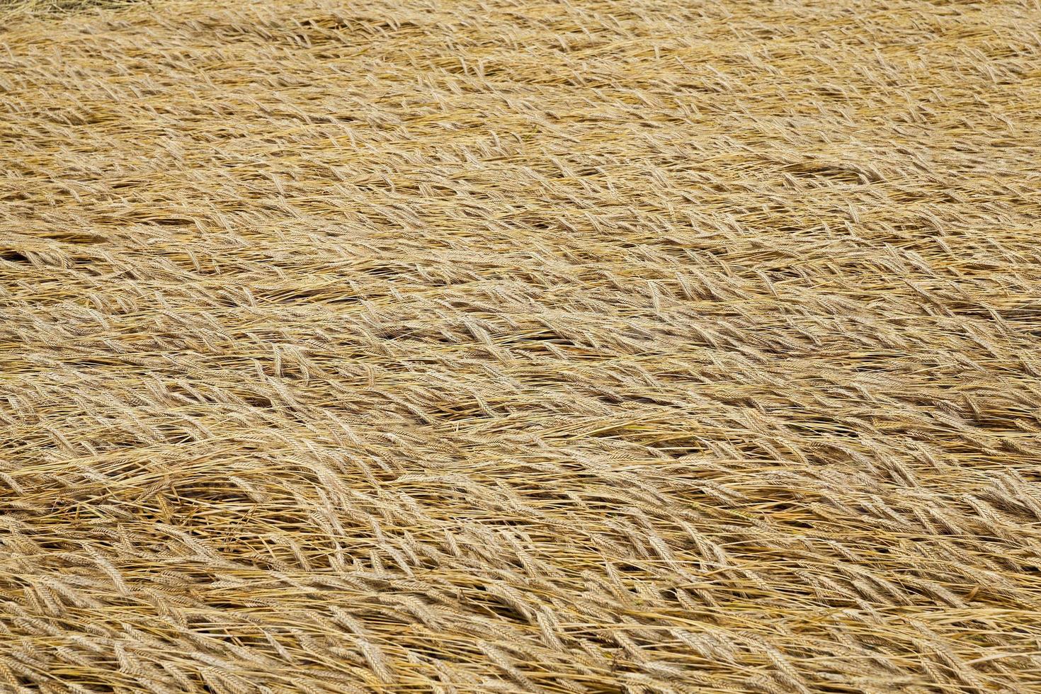 destroyed by the storm wheat photo