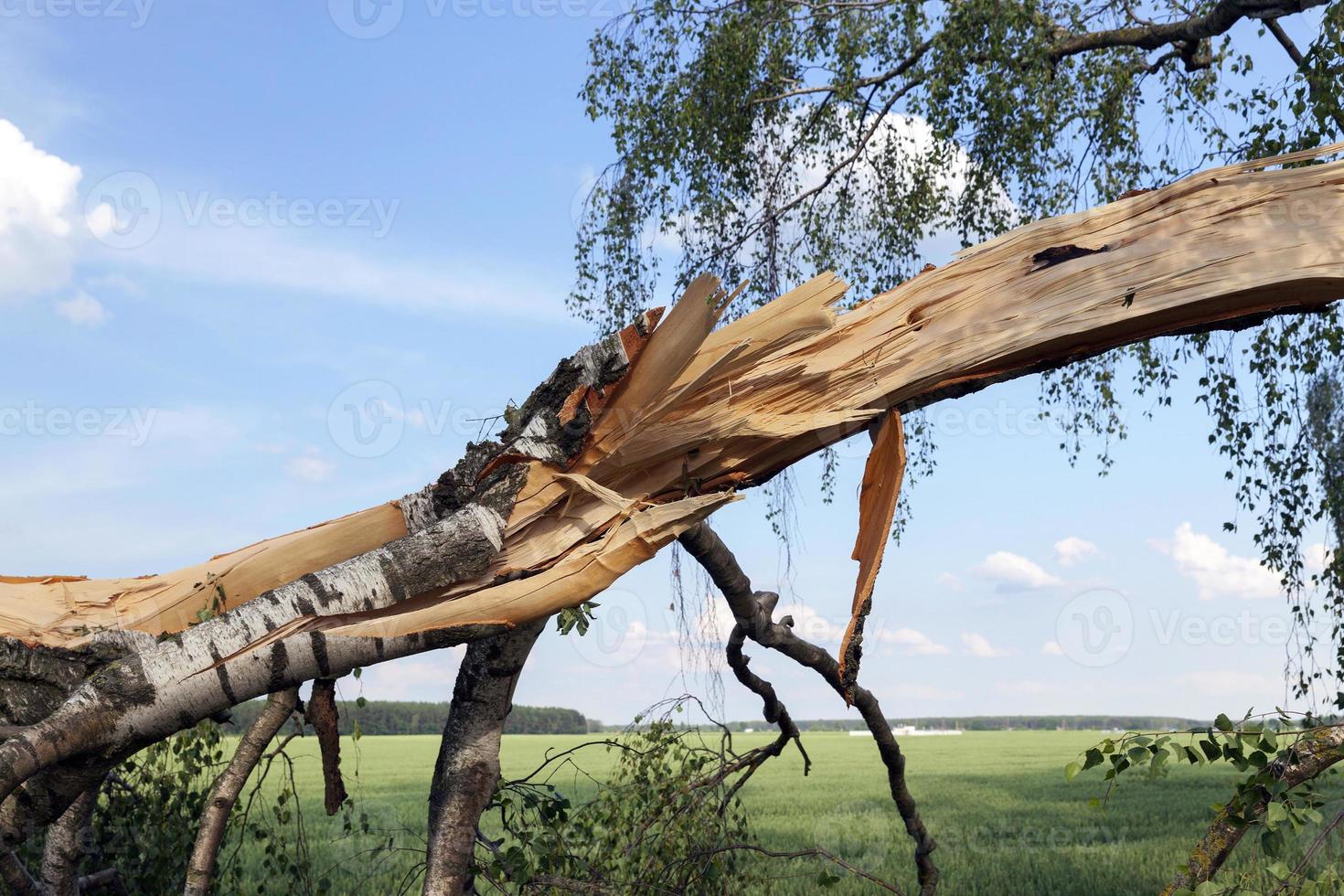 broken birch trees photo