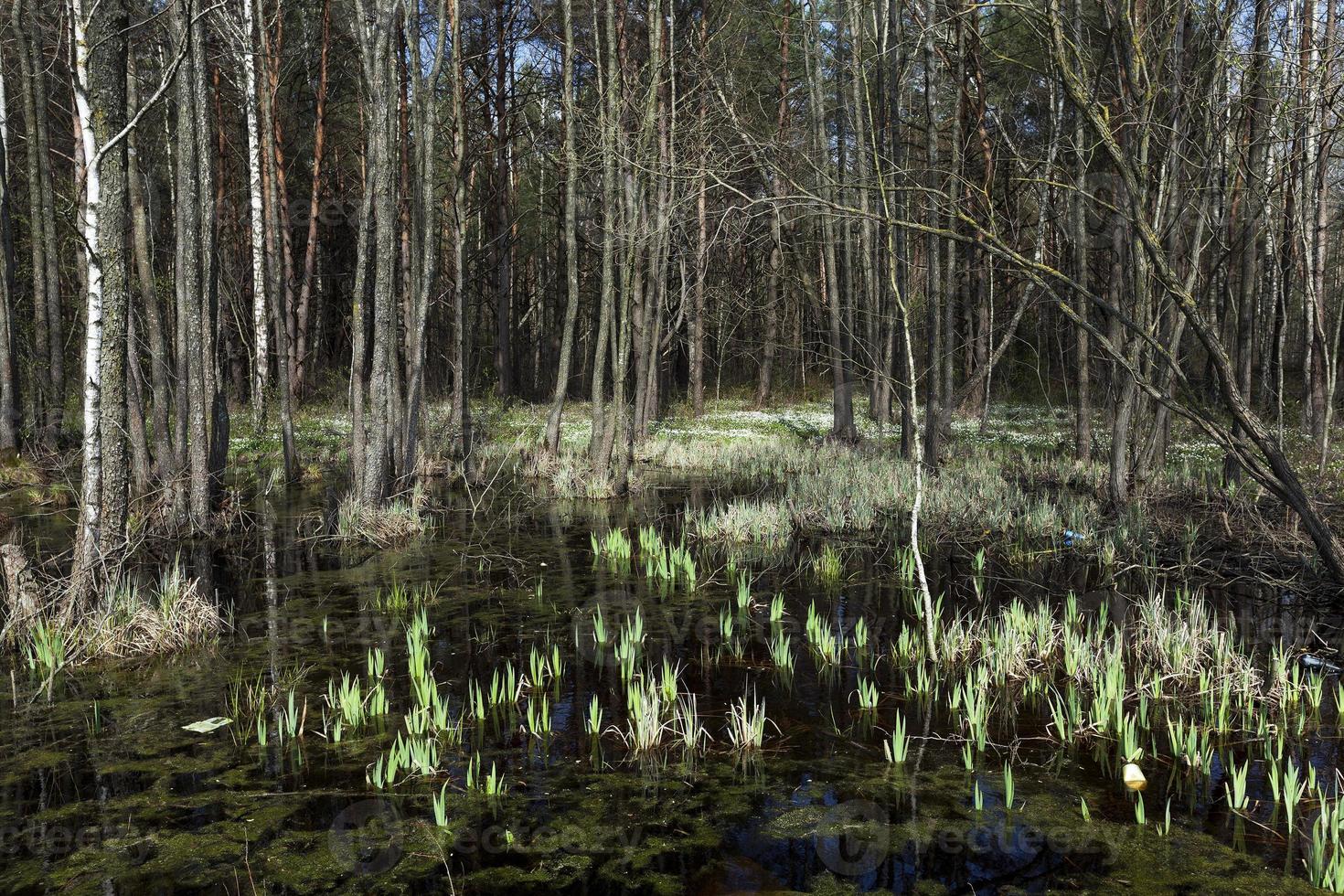 swamp spring   season photo